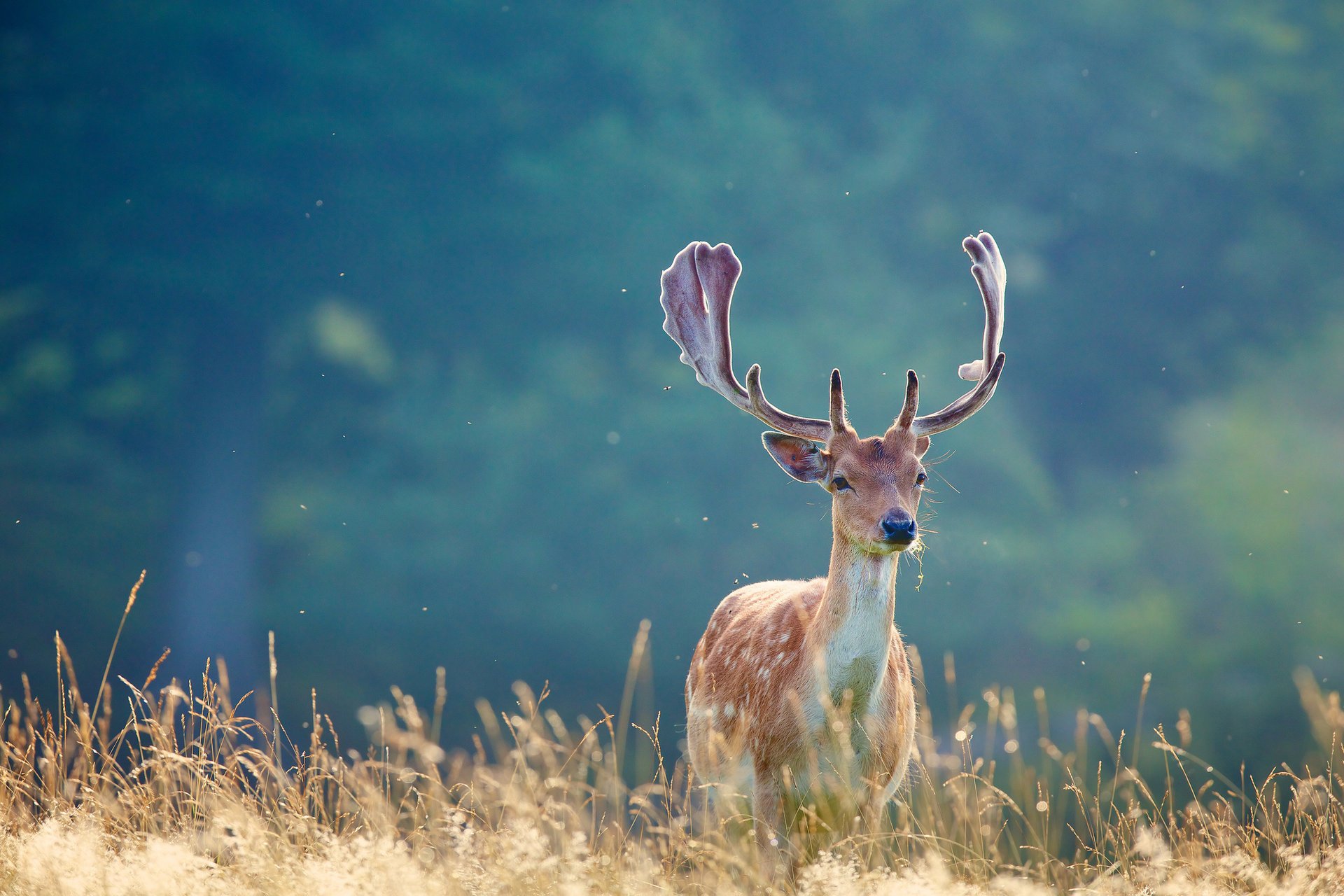 cerf herbe bois