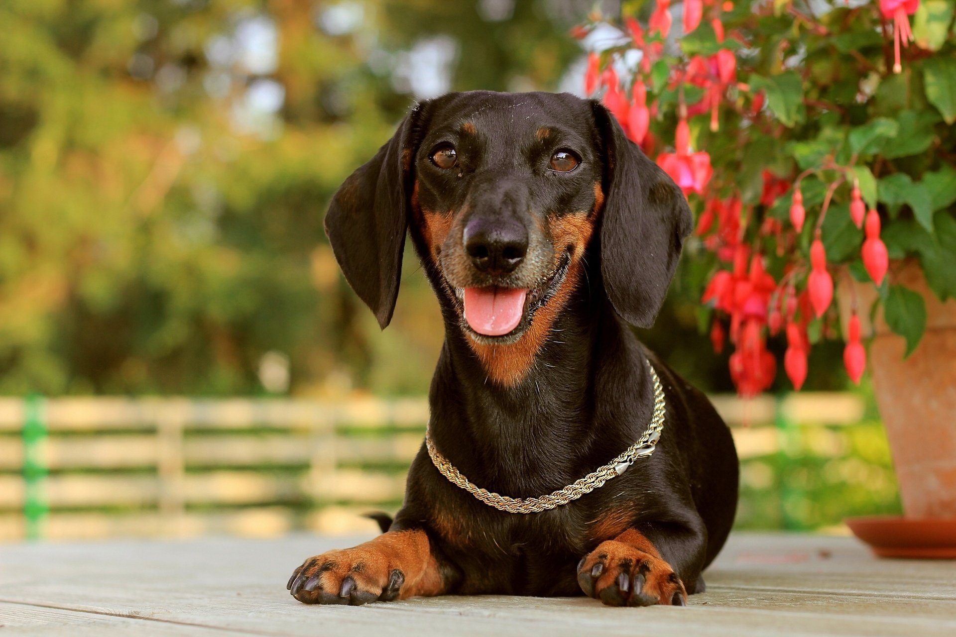 dachshund collar cadena alegría estado de ánimo