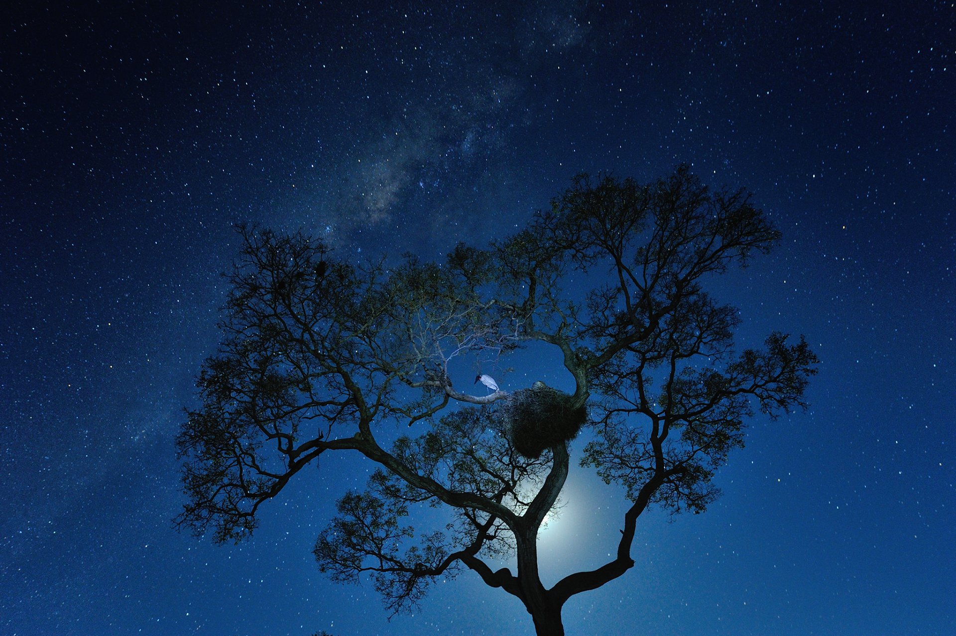 raum sterne nacht milchstraße baum vogel