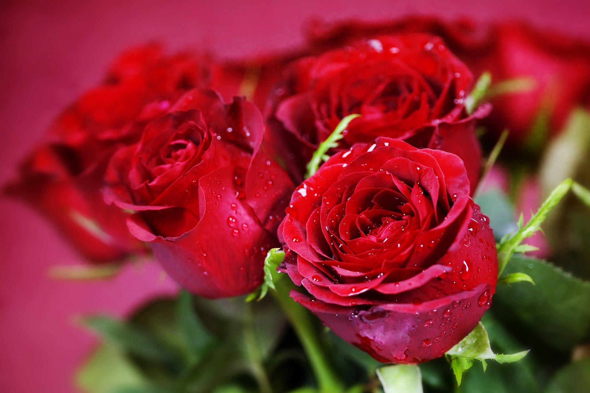 fleurs rouge roses bouquet