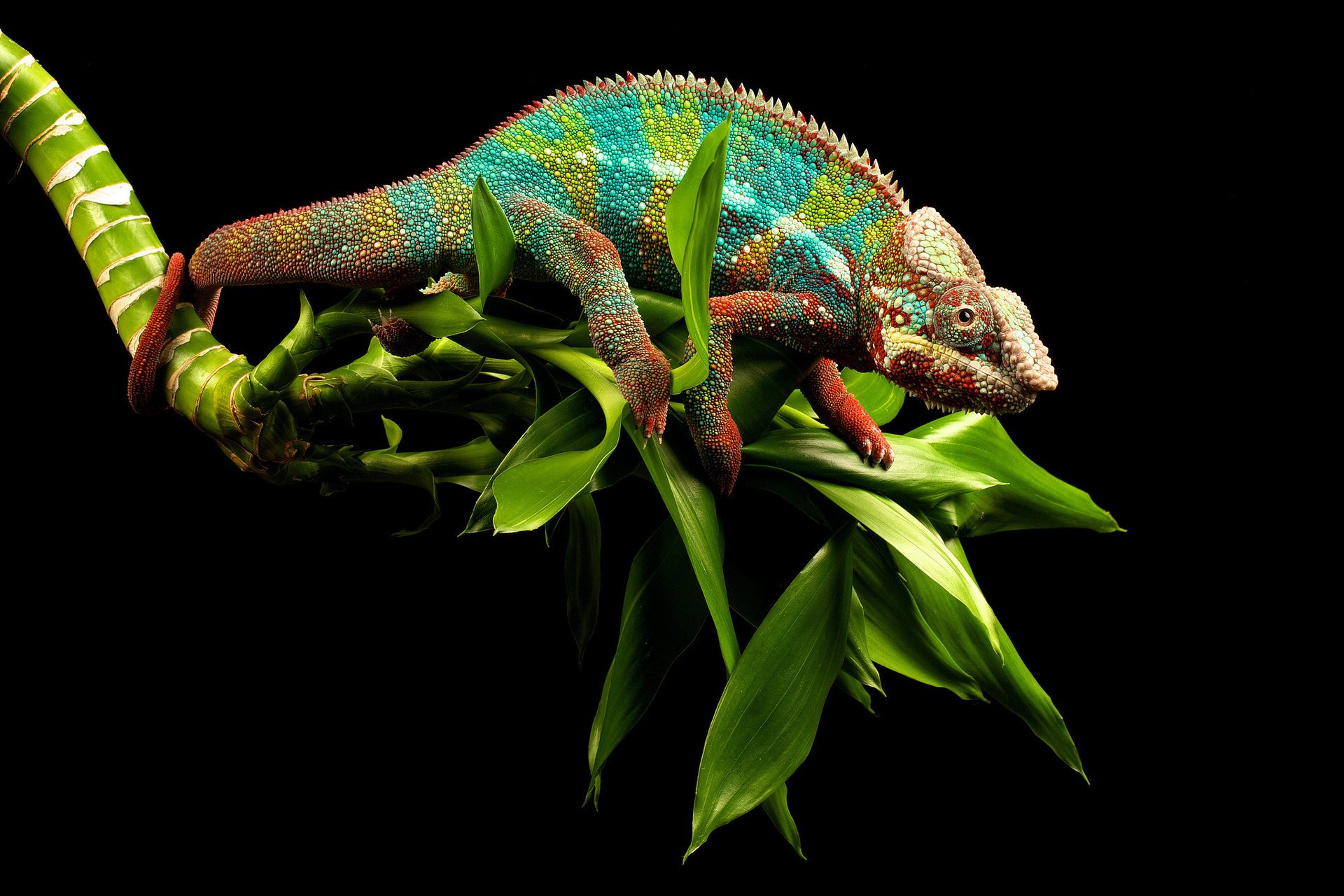 chameleon tail eyes greens lizard branch background