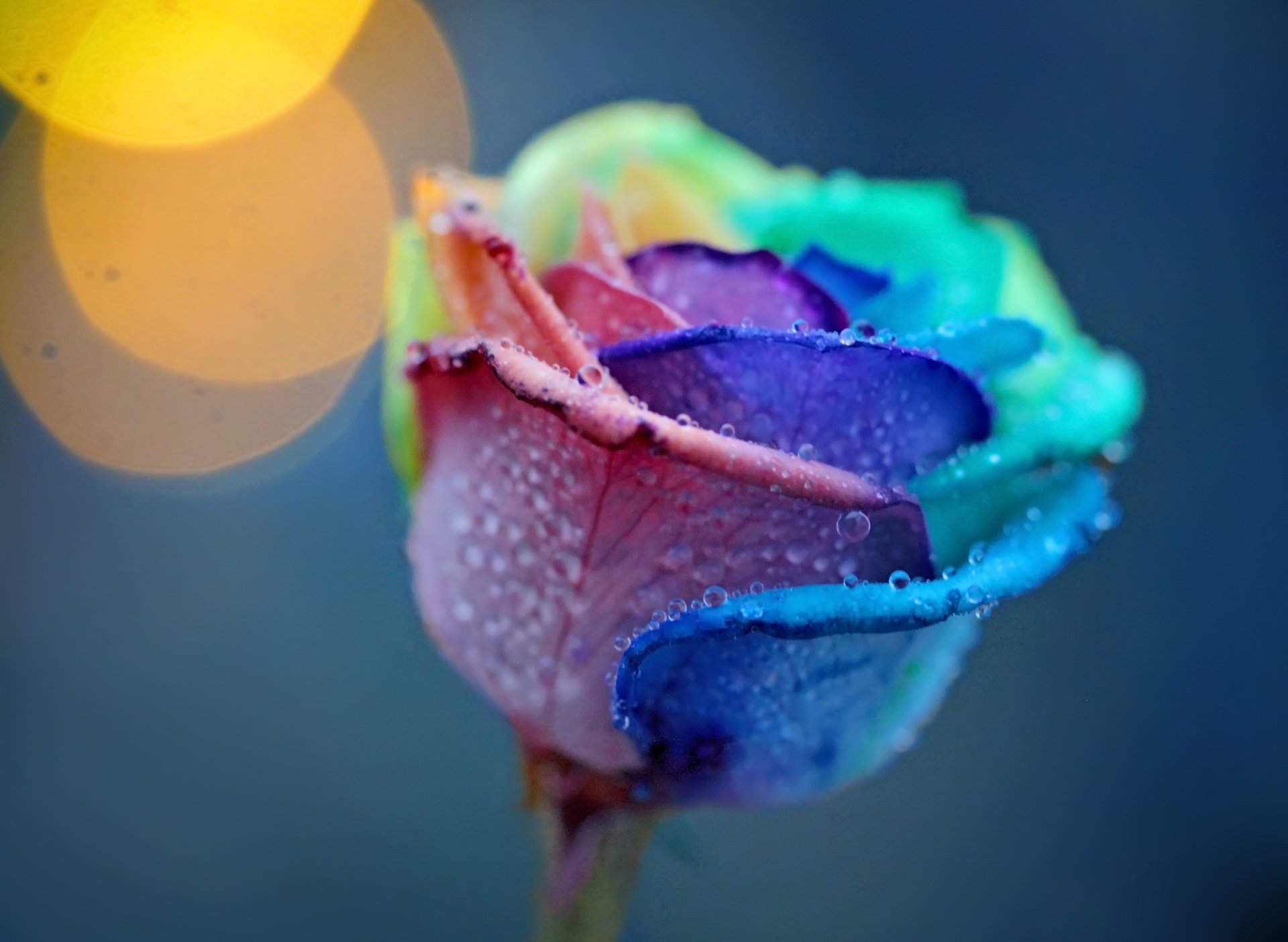 rosa fiore multicolore petali gocce macro rugiada