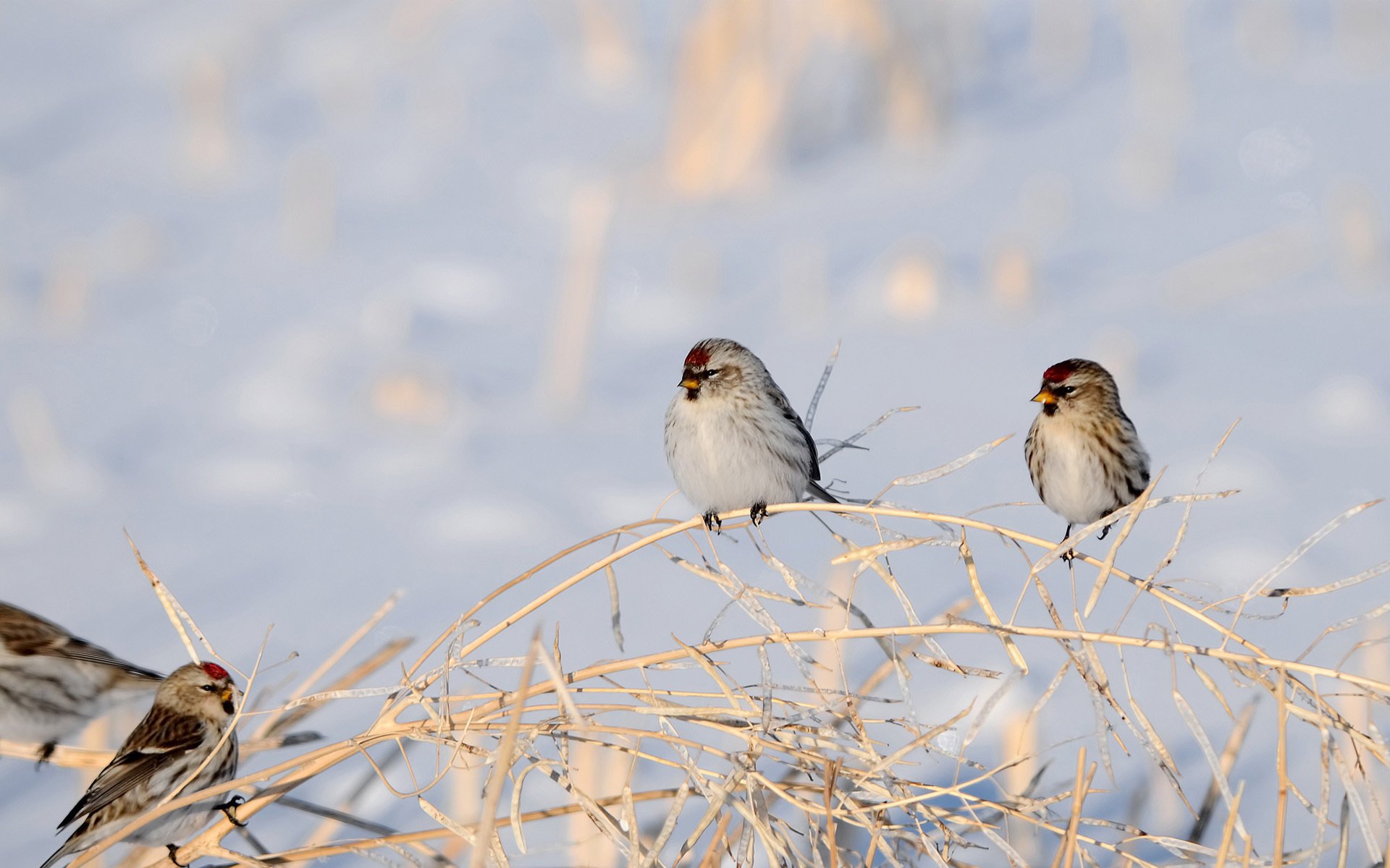 aves nieve seco invierno ramas