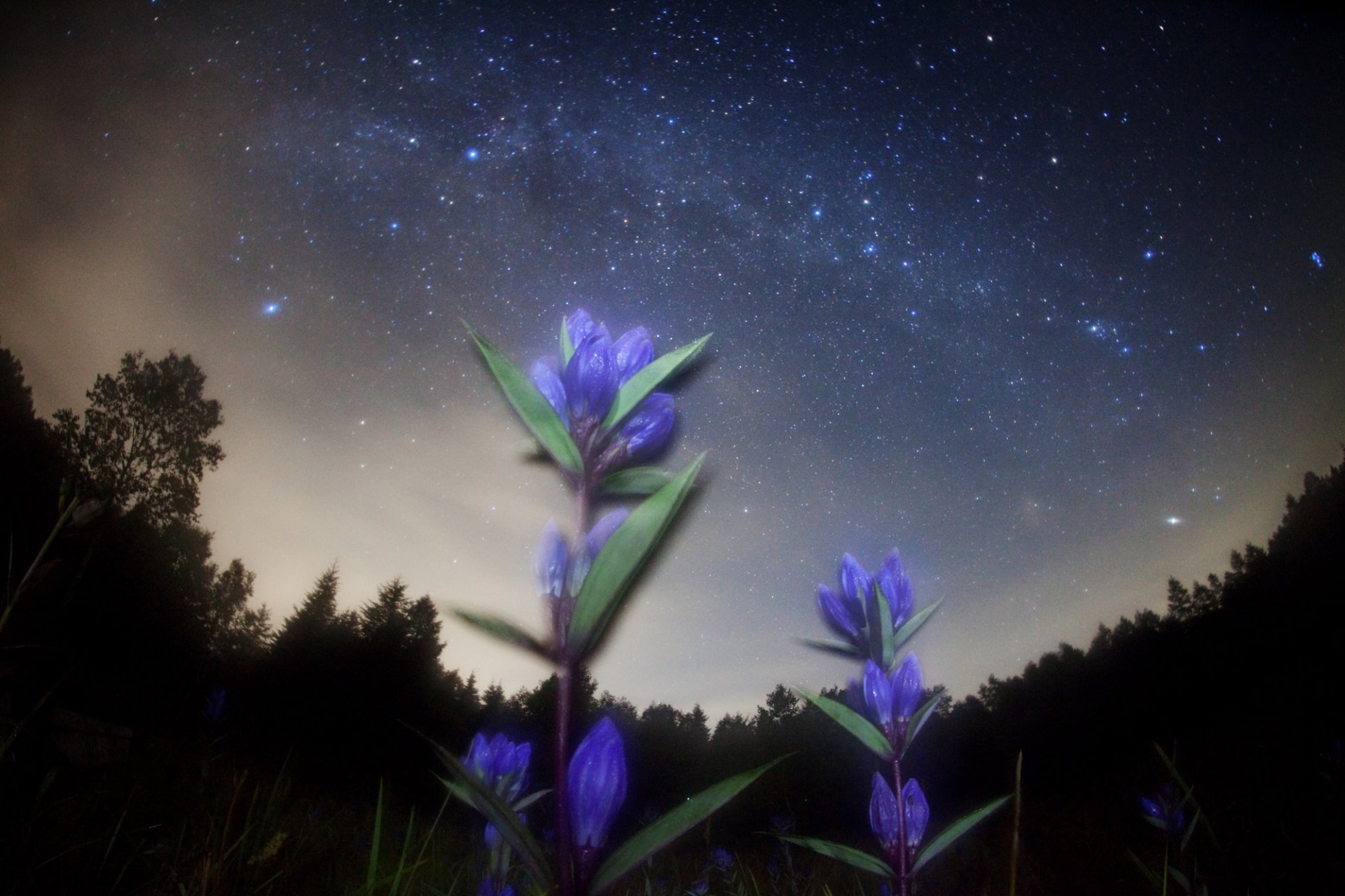 espace étoiles nuit fleurs