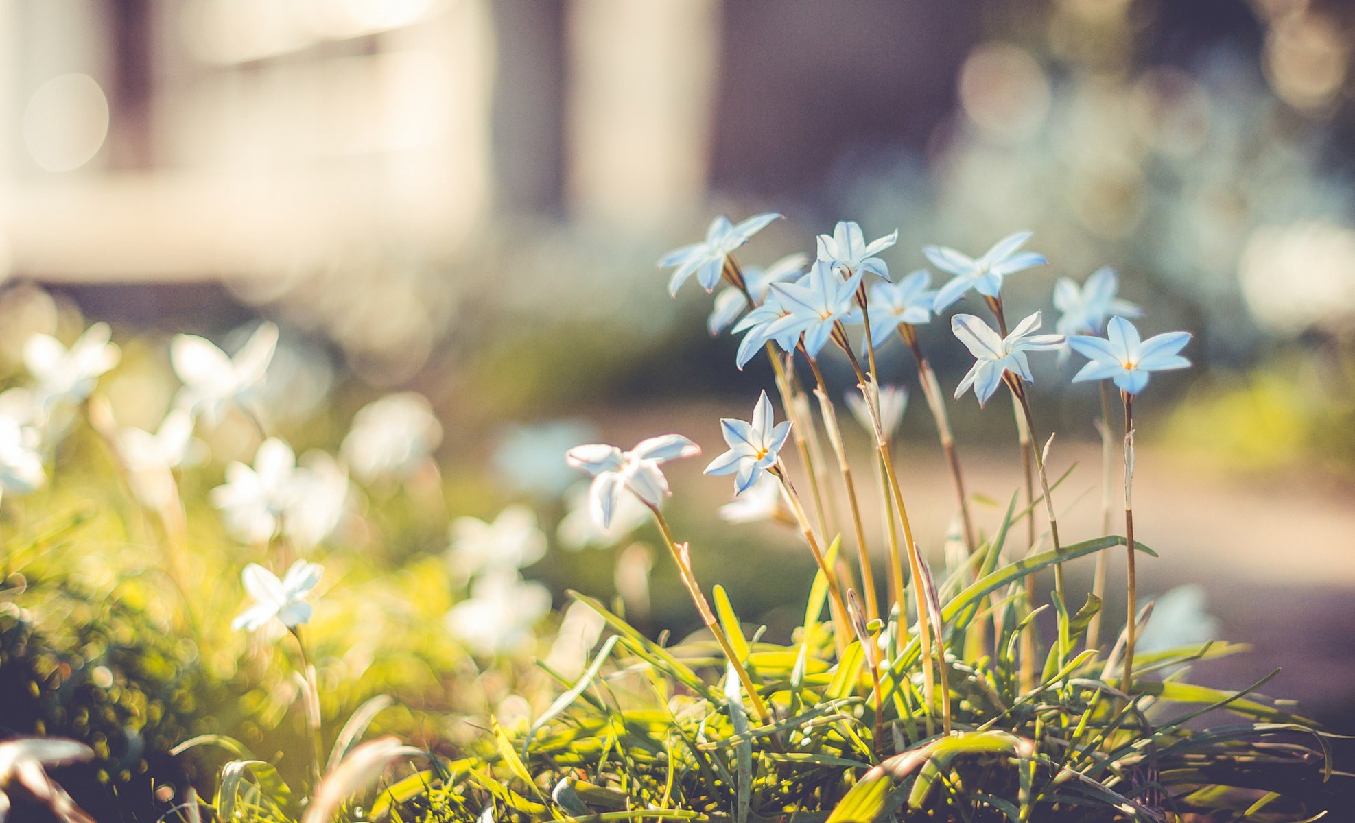 flowers blue grass glare petals bokeh blur