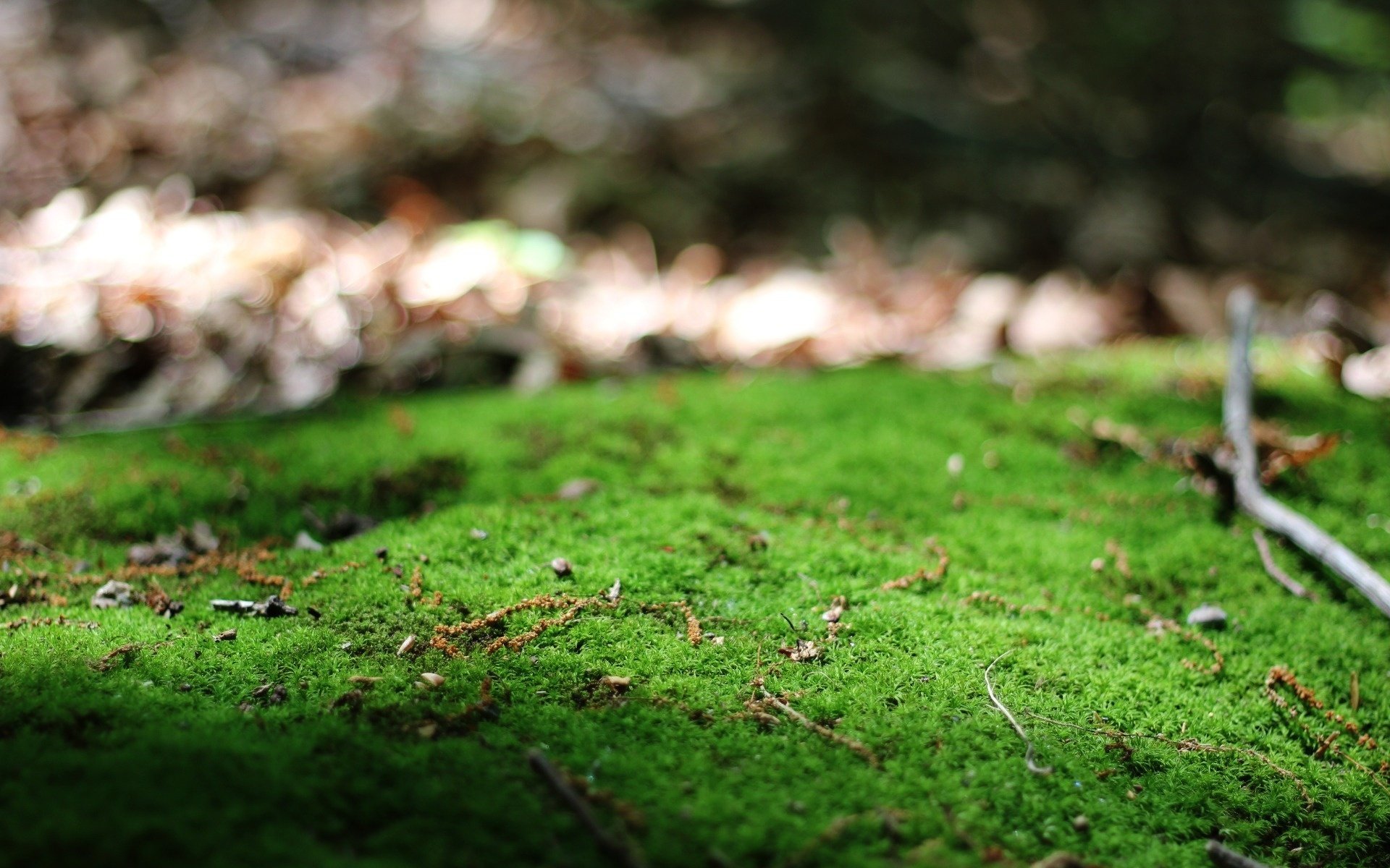 grün natur zweige makro