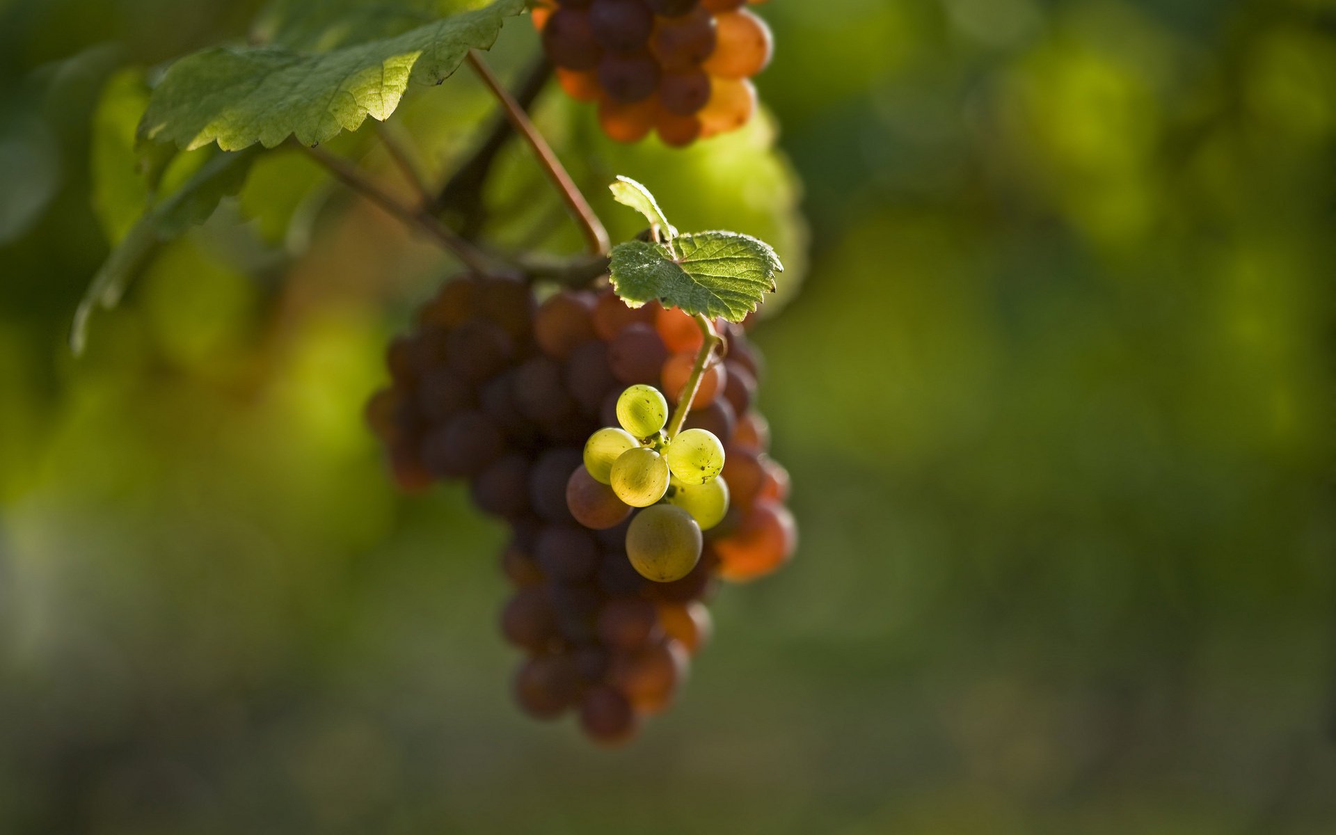 uva foglie bacche sfocatura grappolo