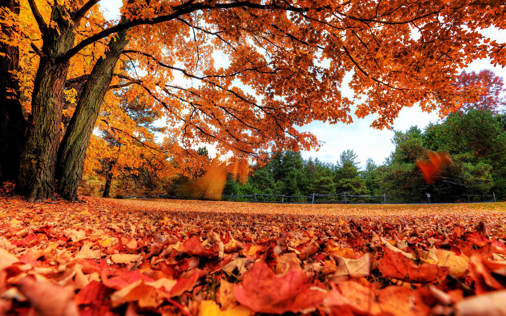 trees leaves autumn