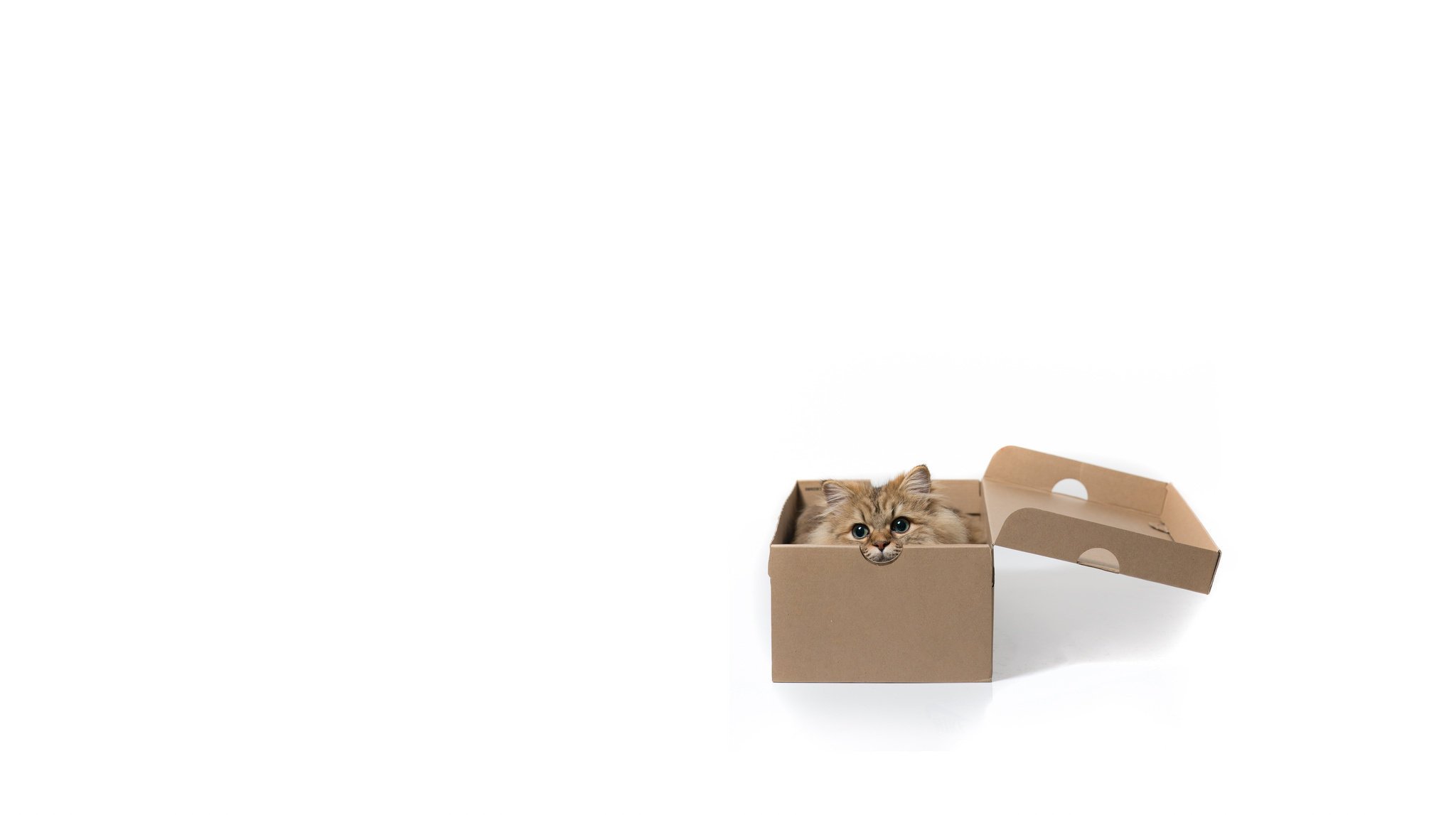 minimalism daisy benjamin torode white background cat box