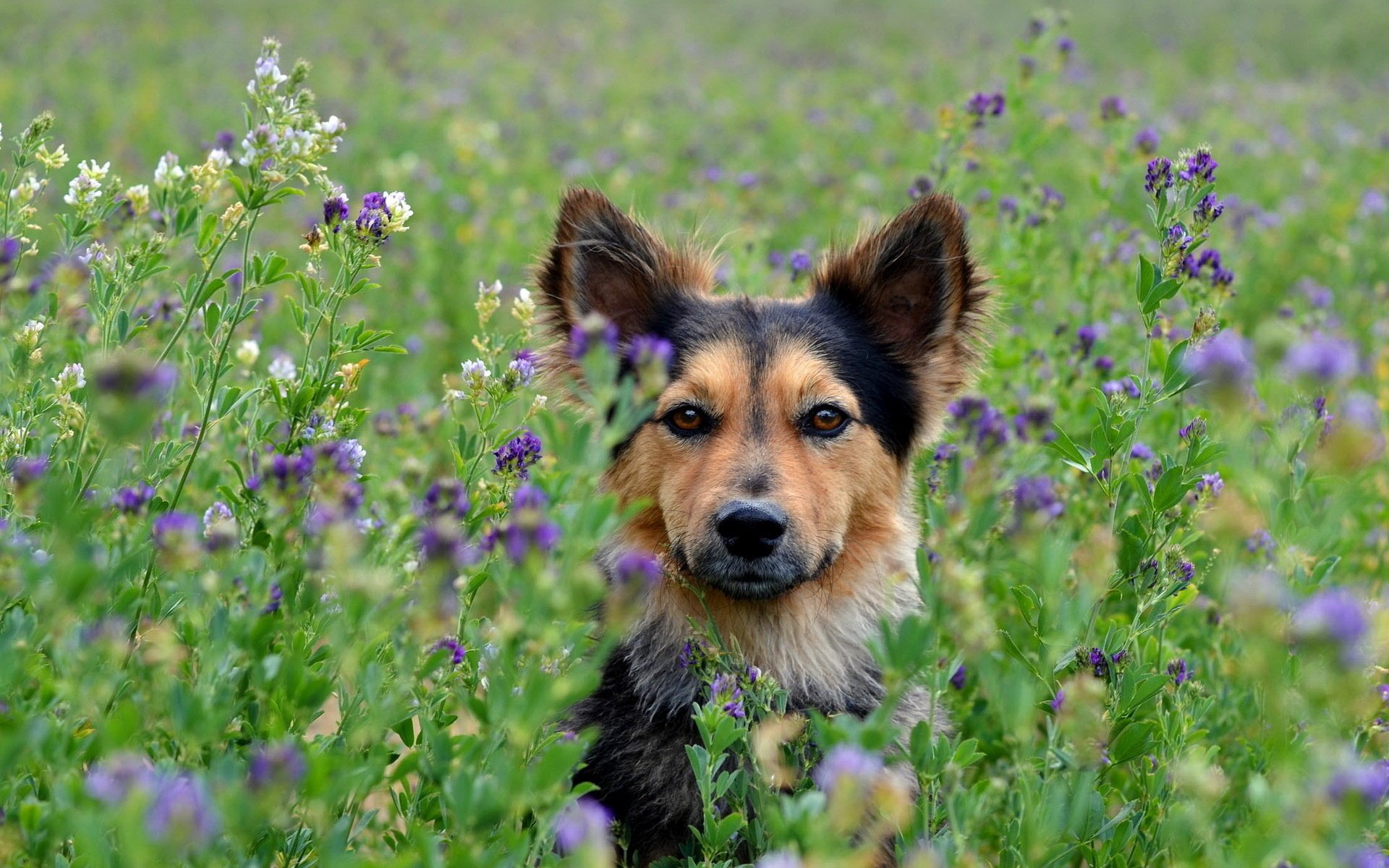 собака цветы поле