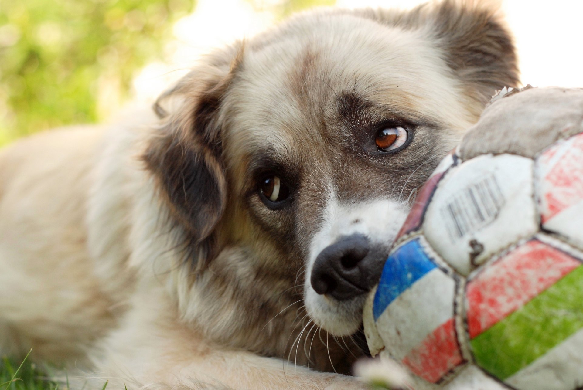 cane gioco palla