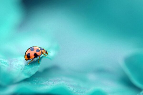 Ladybug on turquoise blurred background