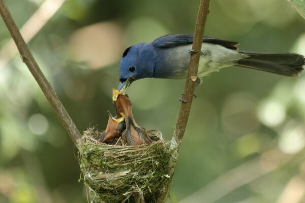 Ein schöner Vogel füttert die Küken aus dem Nest