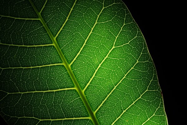 Großes grünes Blatt mit Adern auf schwarzem Hintergrund