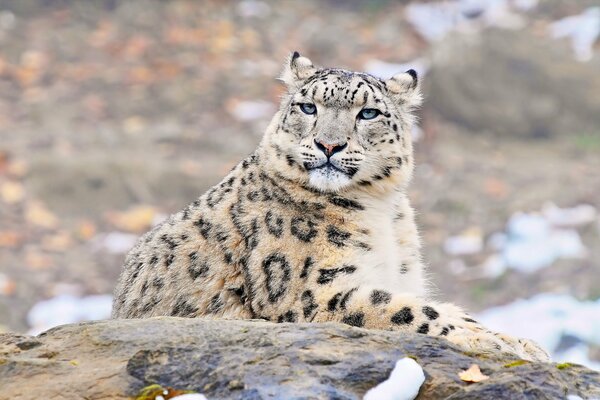 A snow leopard with an expressive look