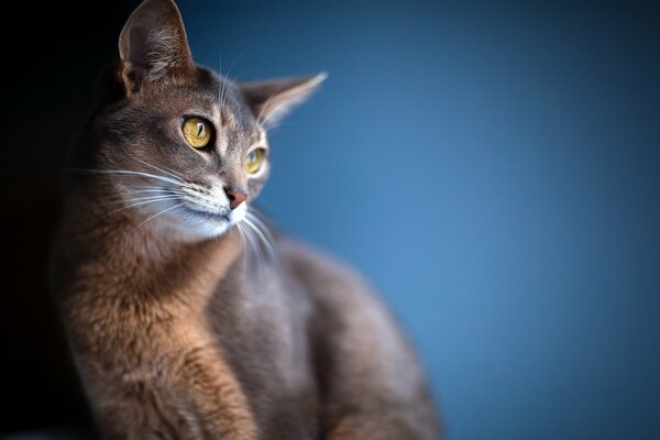 Beautiful cat with big eyes