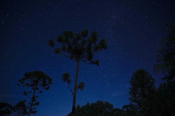 Drzewa nocą na tle kosmosu