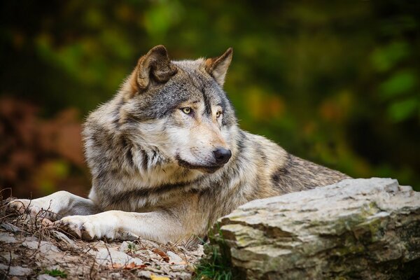 Серый волк отдыхает на камнях в лесу