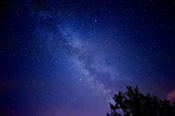 La parte superior de un árbol en la noche de fondo del cielo estrellado