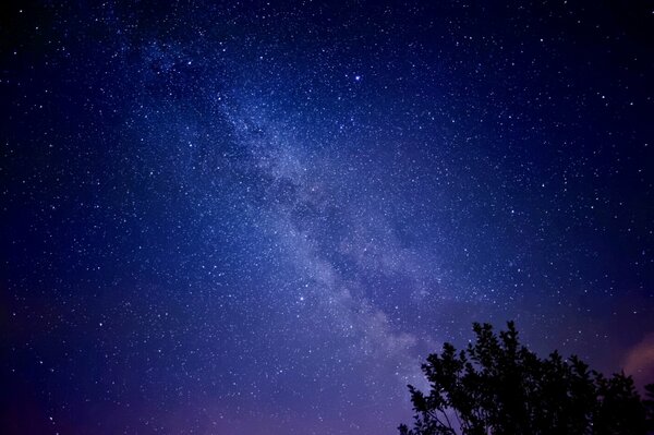 TOP albero nella notte sfondo cielo stellato