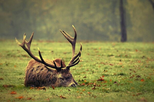 Hirsch schläft an einem Herbsttag auf einer Wiese