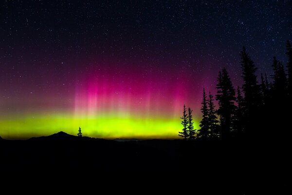 Aurores boréales dans la nuit avec des silhouettes d arbres