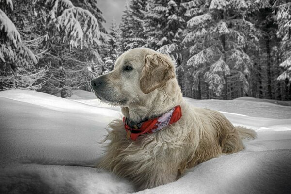 A huge dog with a red bandage bathes in snowdrifts