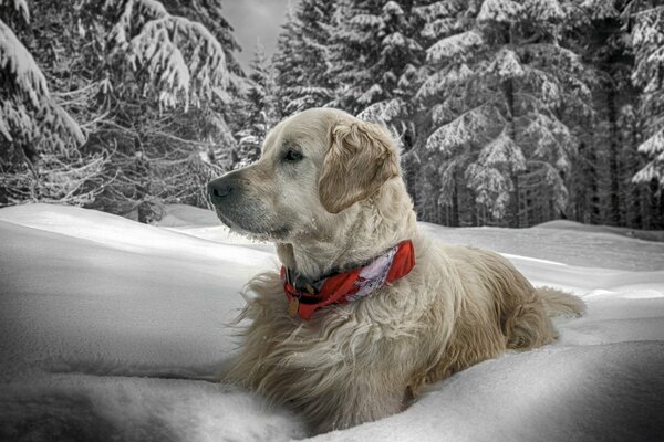 Un énorme chien avec un bandage rouge baigne dans les congères de neige