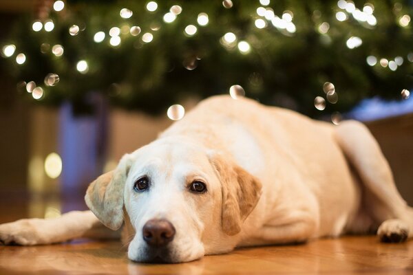 Der Hund genießt das Geben unter dem Weihnachtsbaum