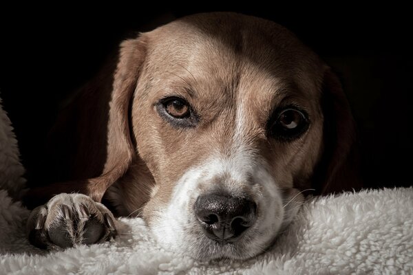 Un amigo fiel: descanso después de un día de trabajo