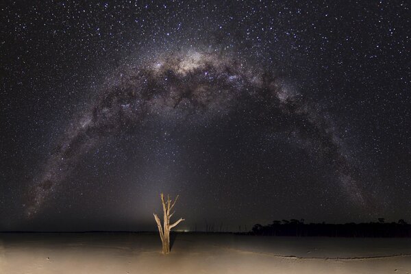 Albero sullo sfondo della Via Lattea deserto