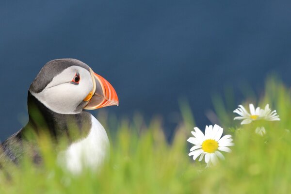 Atlantic puffin looks at daisies