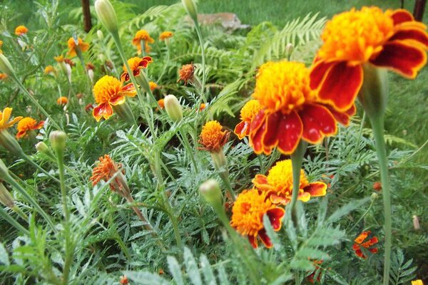 Blumenbeet mit roten Ringelblumen