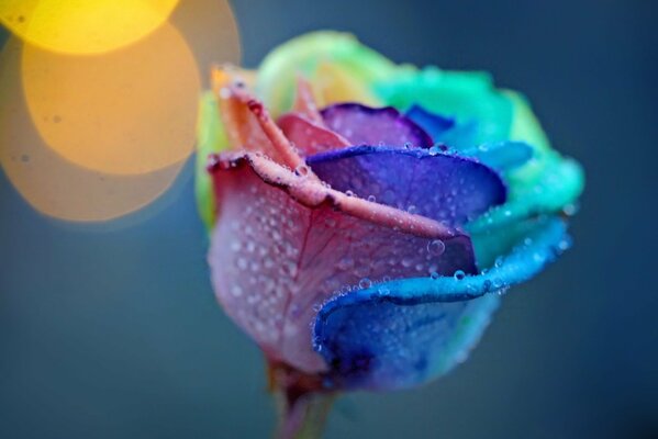 Macro shooting of drops on a rosebud with a gradient