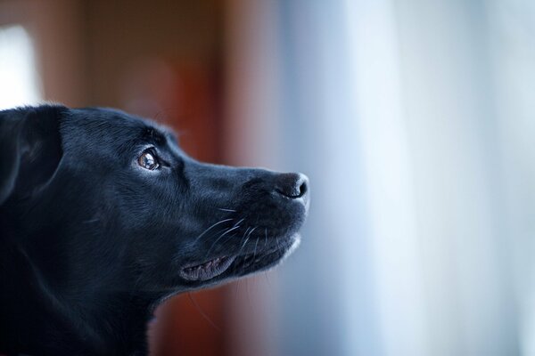 Black black dog with button eyes