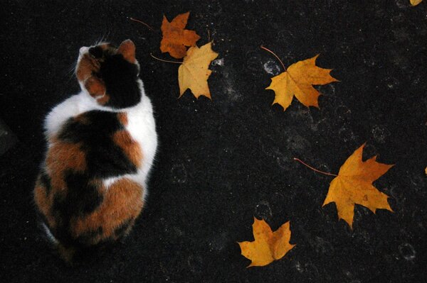 Gato tricolor en hojas de otoño