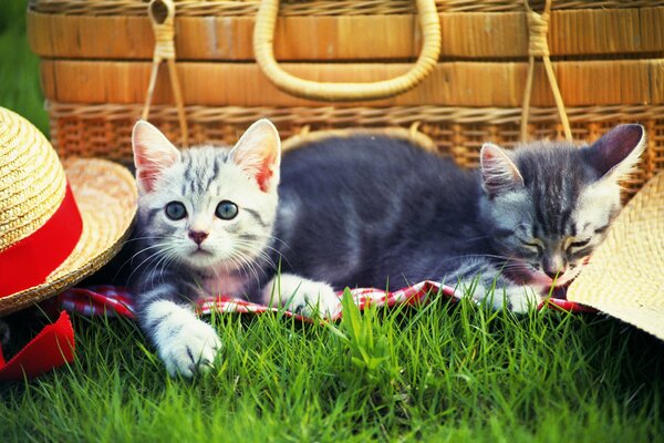 Two kittens on the grass near the hats