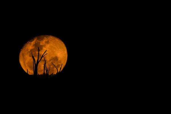 Silhouettes of trees against the background of a huge moon