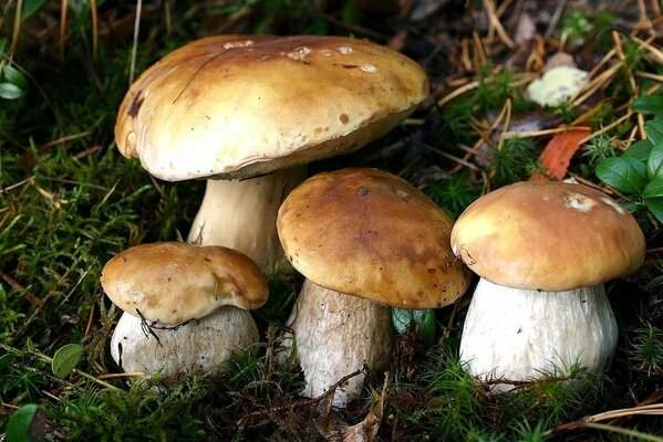 Four mushrooms in the green grass