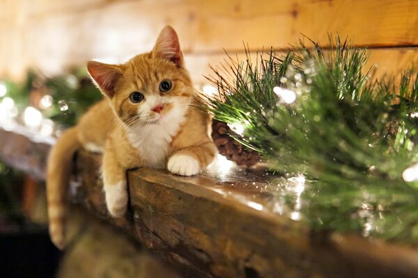 A red-haired cat near a Christmas tree branch