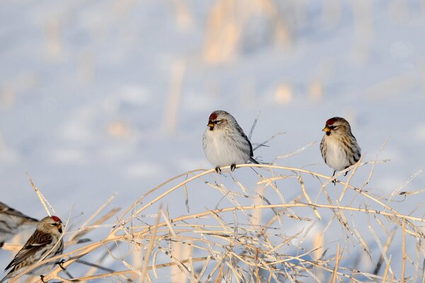 Birds are resting on a dry herb garden against the background of snow