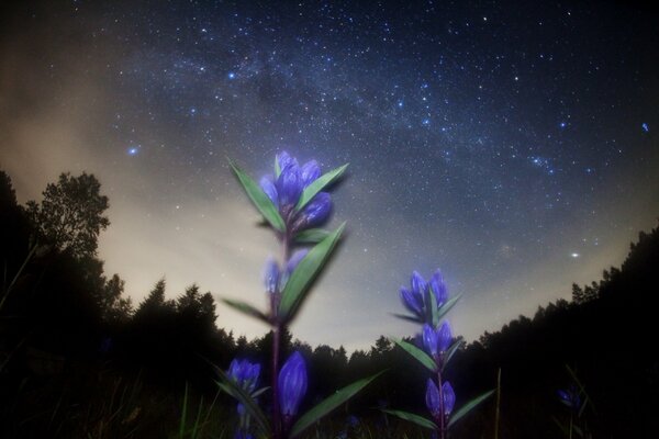 Bleuets lumineux et ciel étoilé