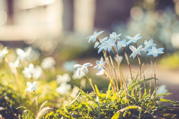 Много маленьких голубых цветочков в траве
