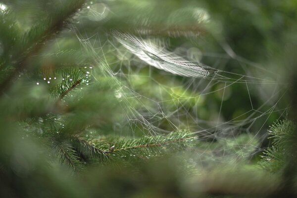 Spinnennetz auf grünen Tannenzweigen mit Tautropfen