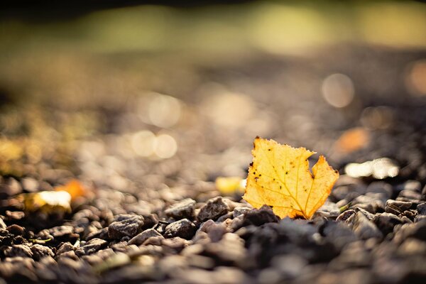 Hoja amarilla de otoño en pequeñas piedras naa fondo borroso