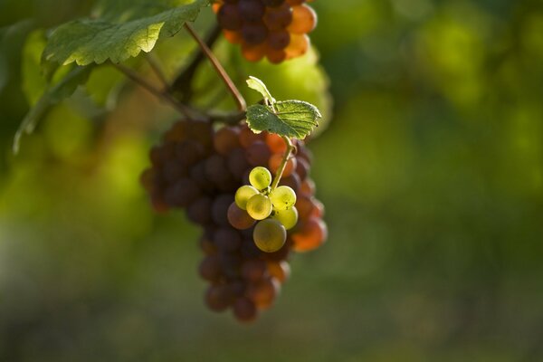 Grappolo di uva verde e nera su sfondo sfocato