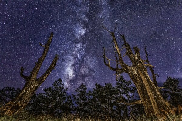 Trees on the background of the beautiful Milky Way