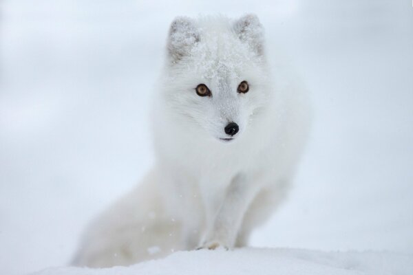 A snow-white arctic fox with a cute muzzle
