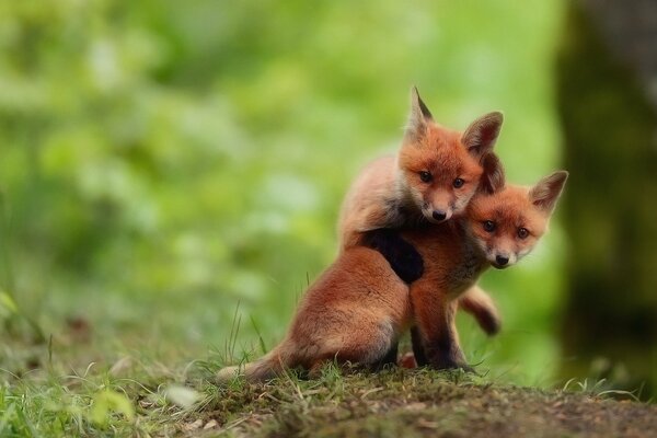 Deux renards roux jouent les uns avec les autres dans les bois