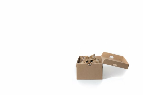 The cat hid in a box on a white background